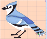 Blue_Jay_4.jpg