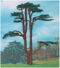 Tips_cypress_phot_sml.jpg