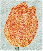 Tips_tulip_phot_sml.jpg